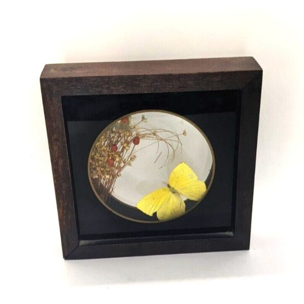 TROVE Butterfly Shadowbox Insect Taxidermy Floral Chunky Wood Frame Yellow Vtg